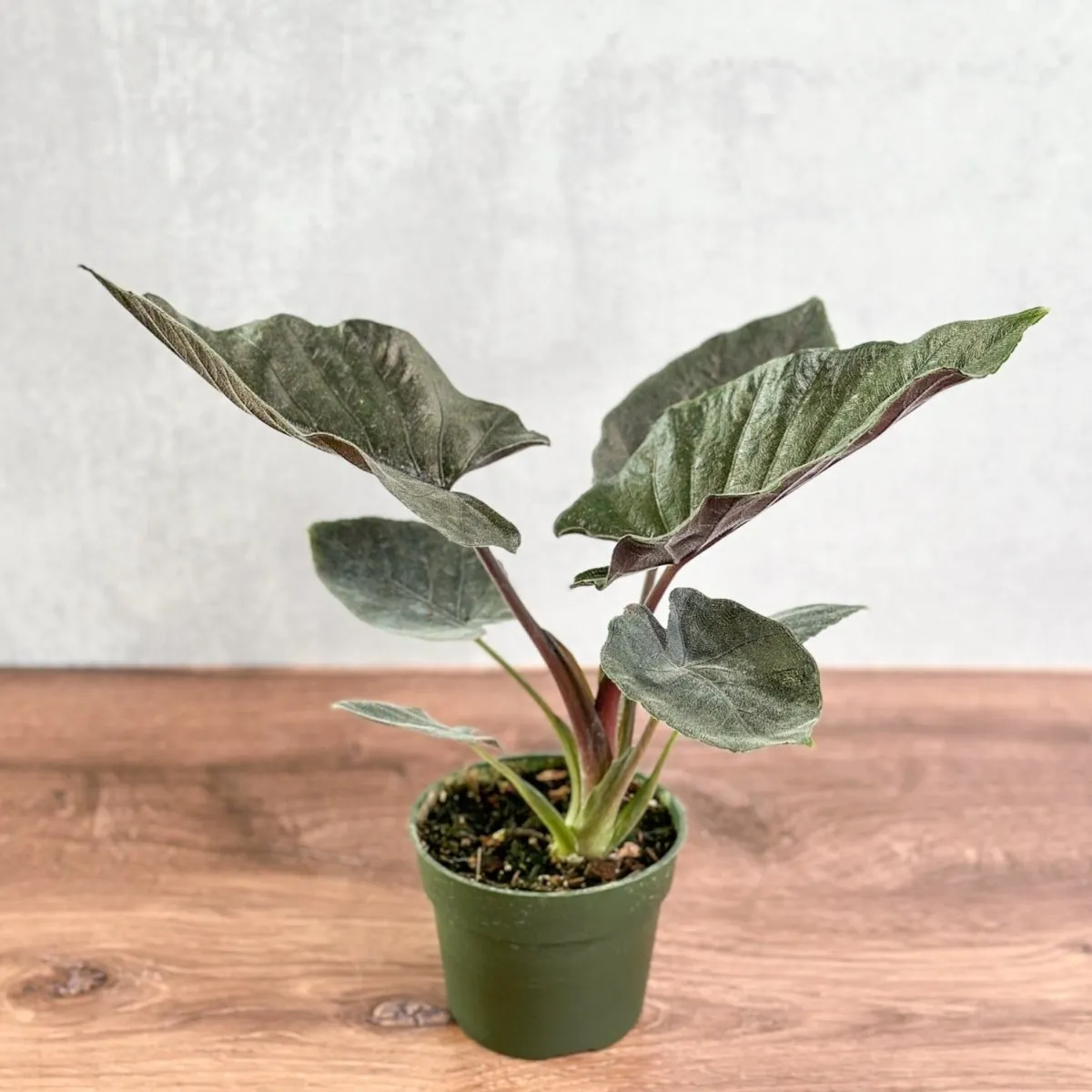 Alocasia 'Antoro Velvet' - Antoro Velvet Alocasia - 4.5 Inch