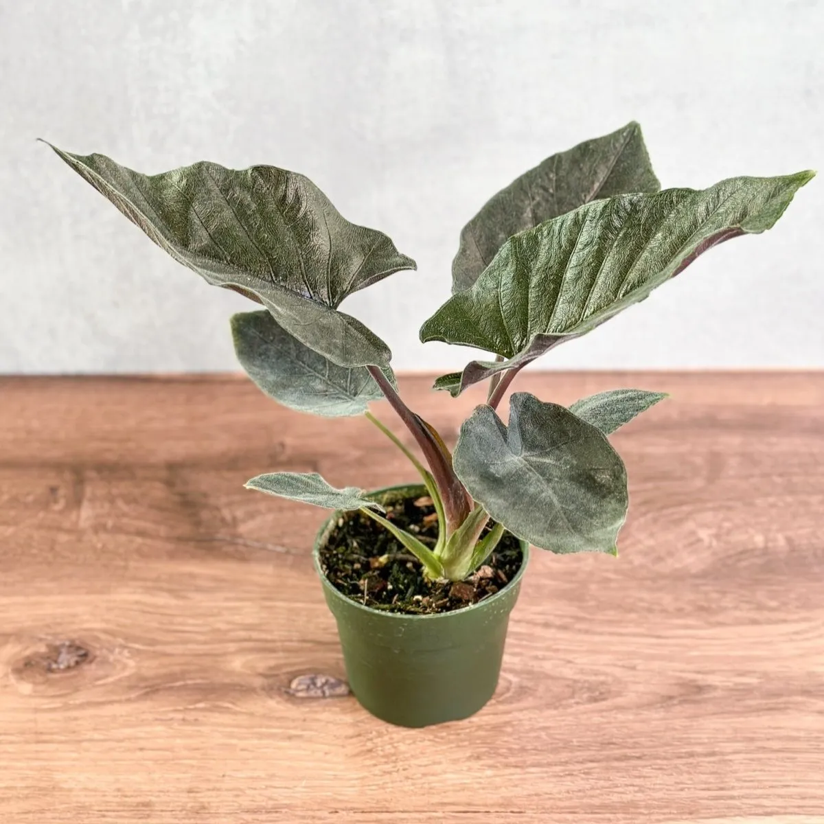 Alocasia 'Antoro Velvet' - Antoro Velvet Alocasia - 4.5 Inch