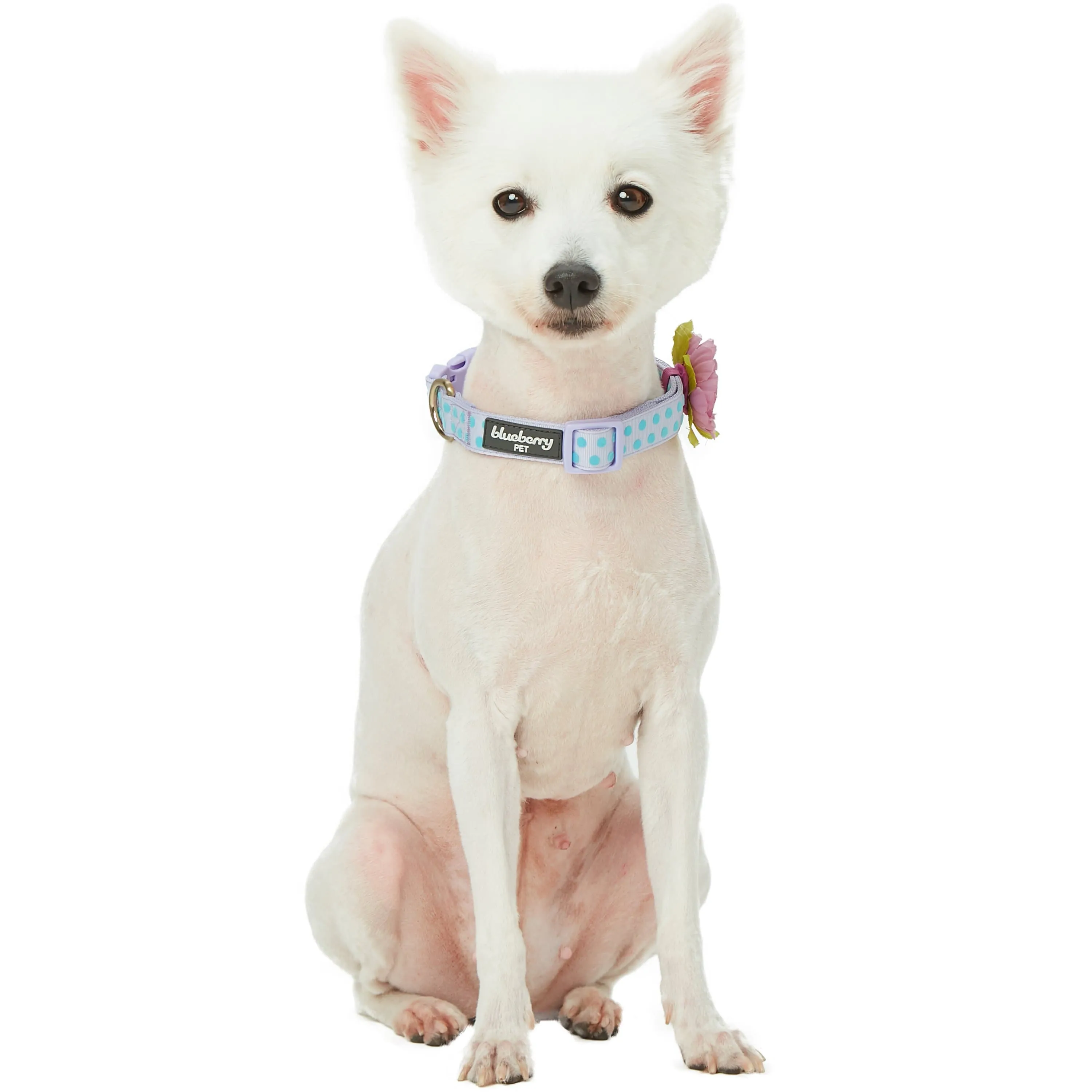 Soft Touch Dotted Velvet Dog Collar